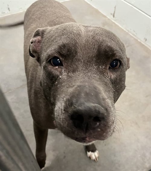 BRISTOL - American Pit Bull Terrier available for adoption
