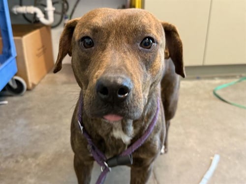 SKY - Plott Hound available for adoption