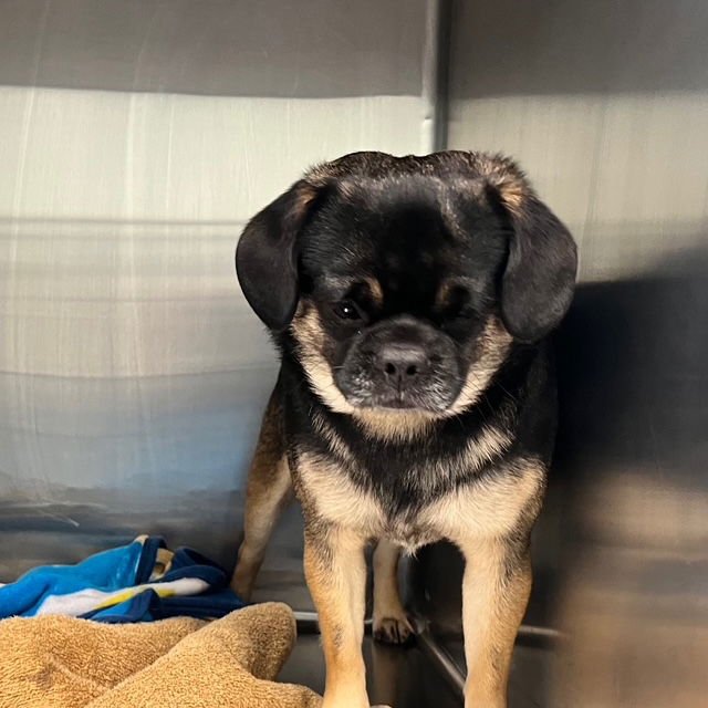 PABLO - Pug available for adoption