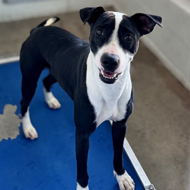 STAR - American Pit Bull Terrier available for adoption