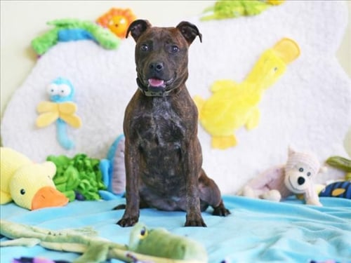 SPRINKLE - American Staffordshire Terrier available for adoption