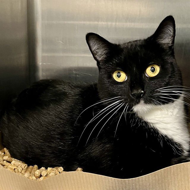 DOROTHY - Domestic Short Hair available for adoption