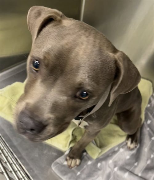 APRIL - American Pit Bull Terrier available for adoption