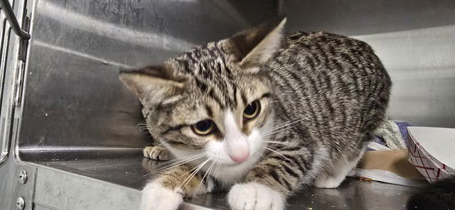 DAPHNE - Domestic Short Hair available for adoption