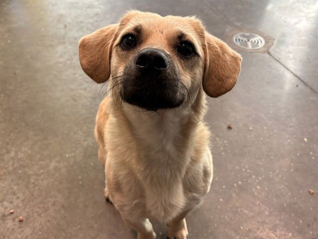 BIRCH - Golden Retriever / Dachshund available for adoption