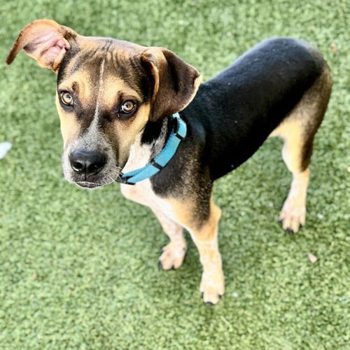 TEXAS - American Foxhound available for adoption