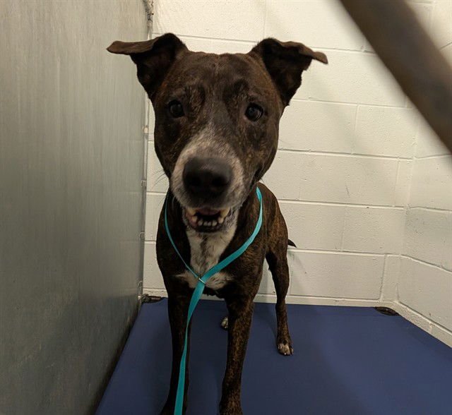 MR. BUTTERBEAN - Plott Hound available for adoption