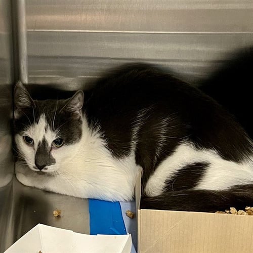 MARSALA - Domestic Short Hair available for adoption