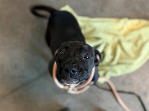 SIERRA - American Staffordshire Terrier available for adoption