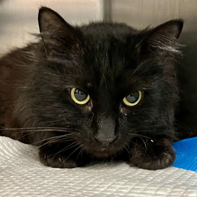 MIDNIGHT - Domestic Medium Hair available for adoption