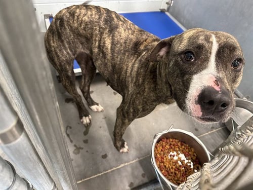 STORMY - American Staffordshire Terrier available for adoption