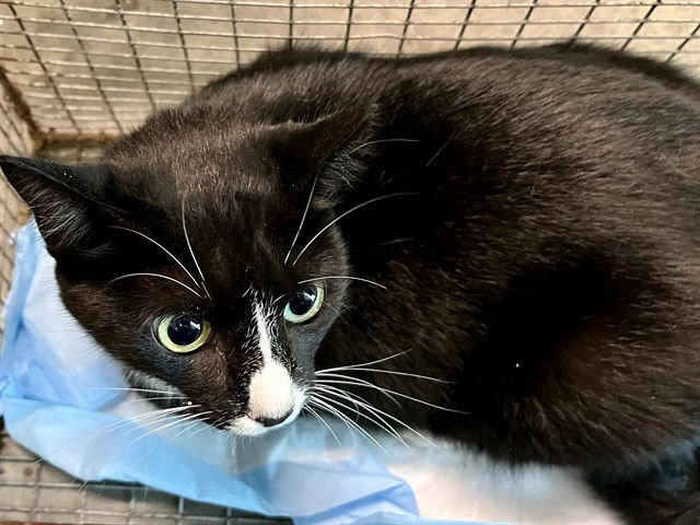 HELLO KITTY - Domestic Short Hair available for adoption