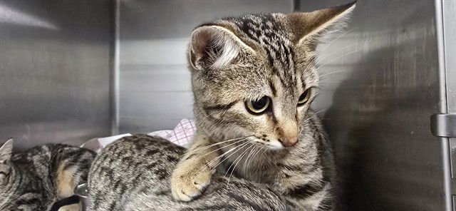 PEN - Domestic Short Hair available for adoption