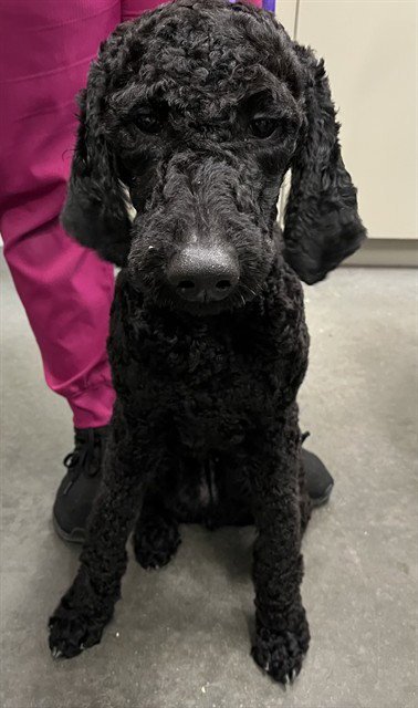 SZA - Poodle (Standard) available for adoption