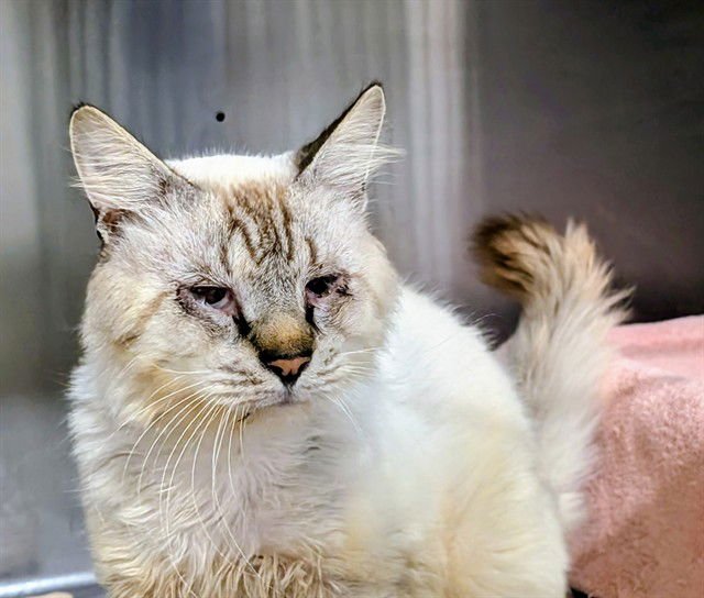 PRETZEL - Domestic Medium Hair available for adoption