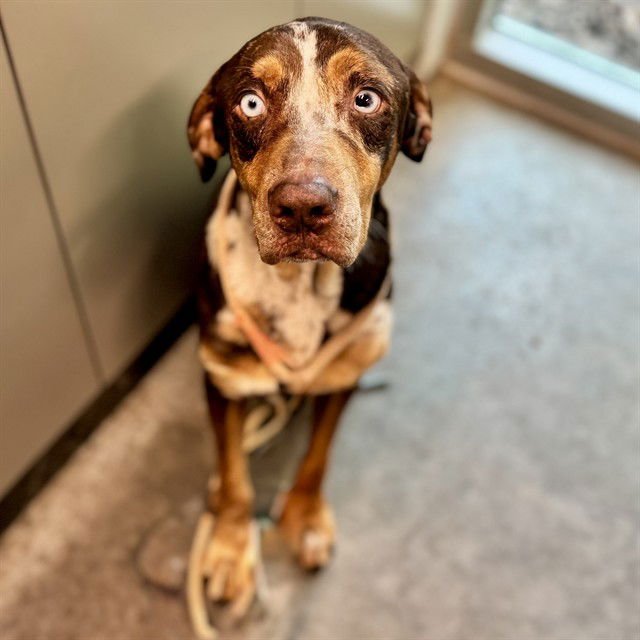 HOLLY - Catahoula Leopard Dog available for adoption