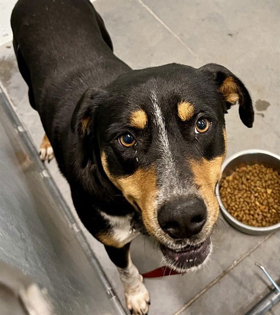 ROBIN - Bluetick Coonhound available for adoption