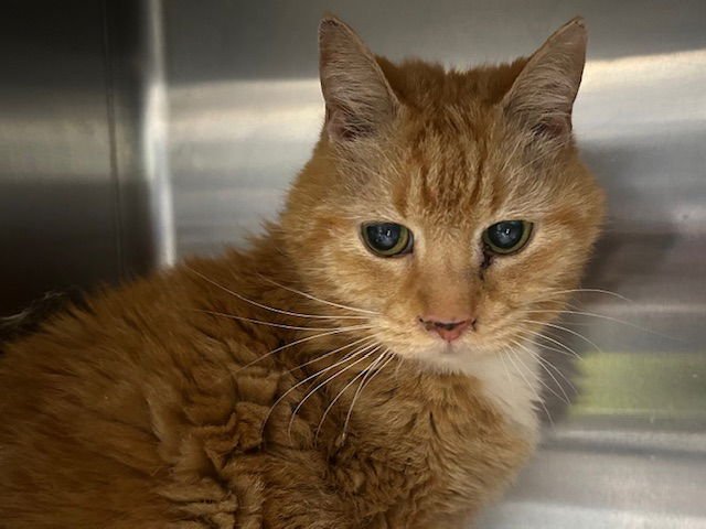 STINKER - Domestic Short Hair available for adoption