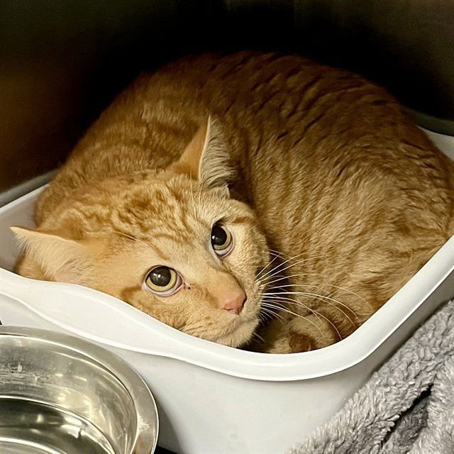 MARS - Domestic Short Hair available for adoption