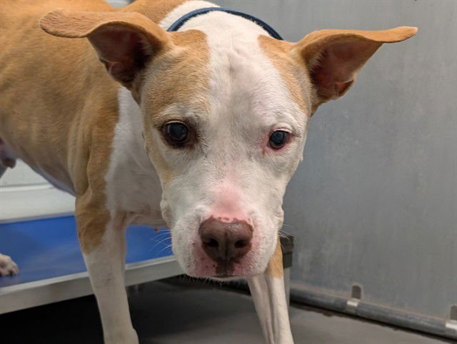 CEDAR - American Staffordshire Terrier available for adoption