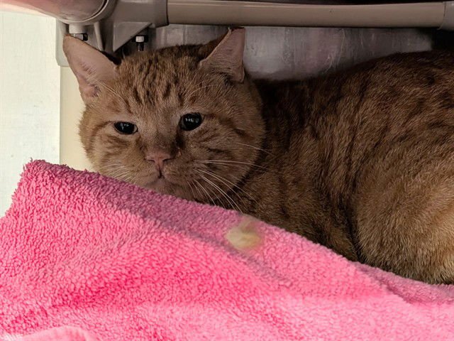 BROCCOLI - Domestic Short Hair available for adoption