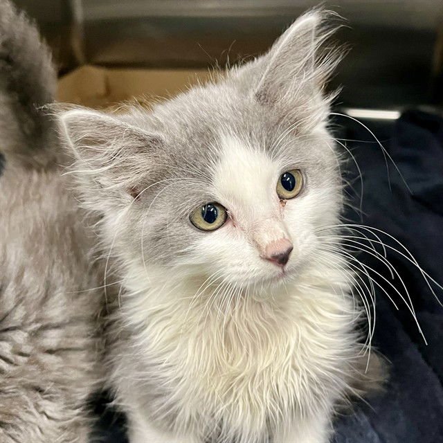 MISA - Domestic Short Hair available for adoption