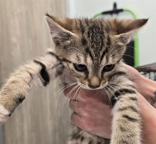 ROB - Domestic Short Hair available for adoption