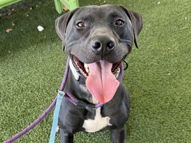 TEN - Labrador Retriever available for adoption