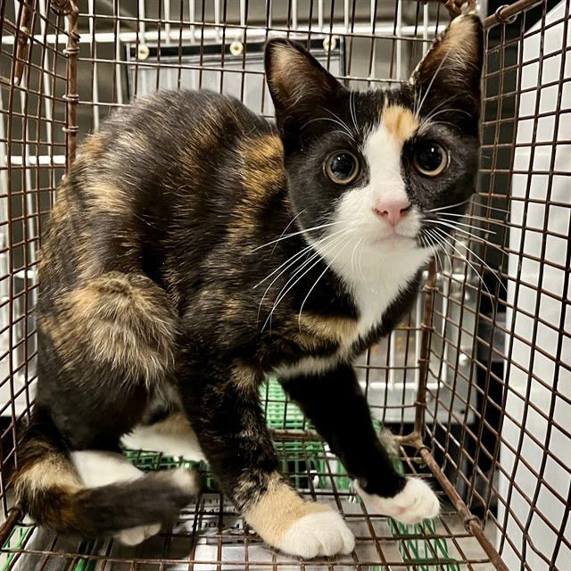 PRUDENCE - Domestic Short Hair available for adoption