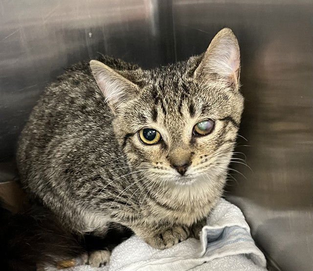 ECLIPSE - Domestic Short Hair available for adoption