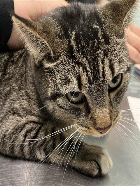 KB - Domestic Short Hair available for adoption