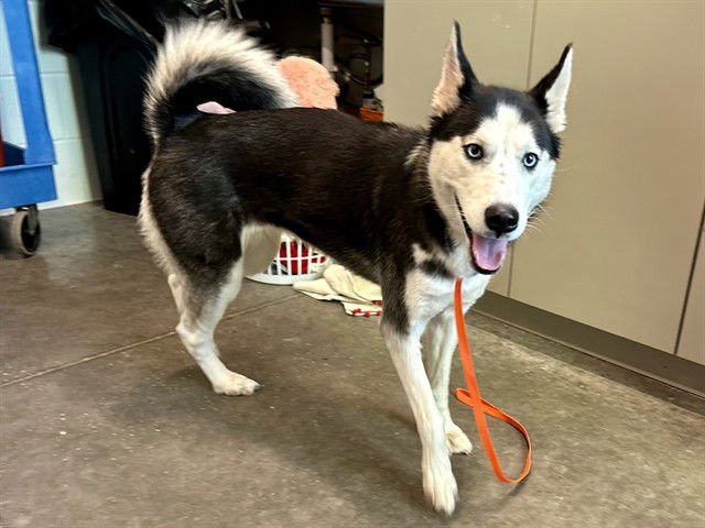 ALLIE - Husky available for adoption