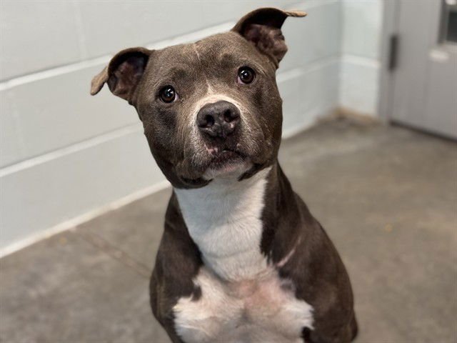 LINUS - American Pit Bull Terrier available for adoption