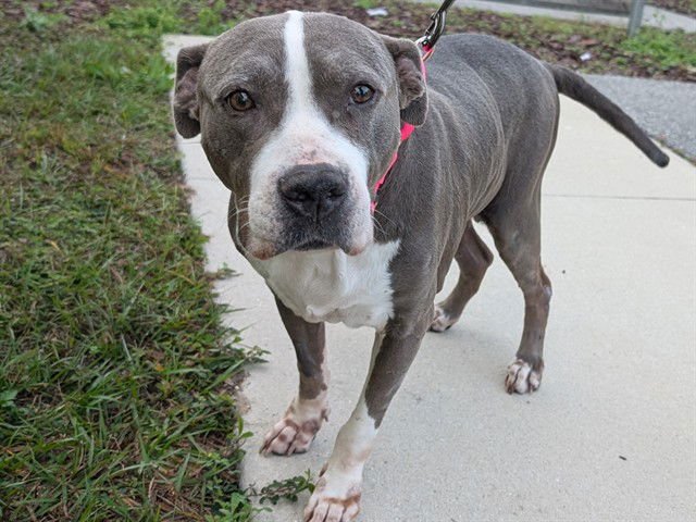 ASTRID - American Bulldog available for adoption