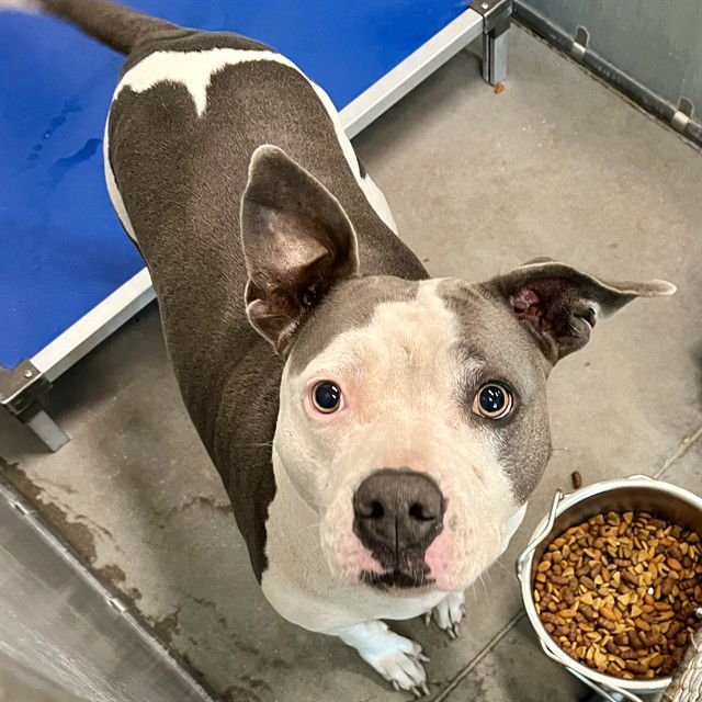 ABBY - American Staffordshire Terrier available for adoption