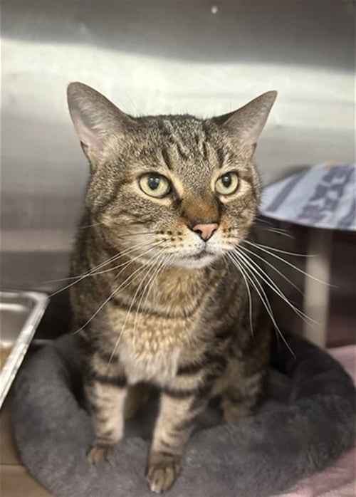 WALNUT - Domestic Short Hair available for adoption