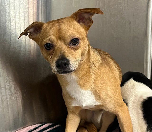 SPROUT - Chihuahua available for adoption