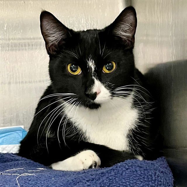 ROSE - Domestic Short Hair available for adoption