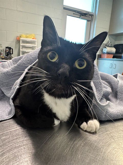 SOCKS - Domestic Short Hair available for adoption