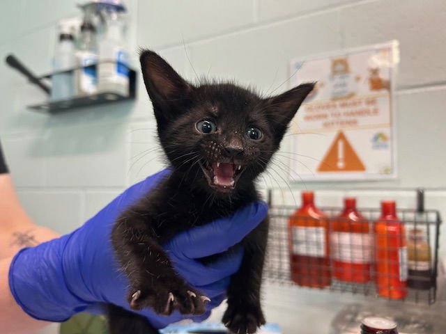 AZALEA - Domestic Short Hair available for adoption