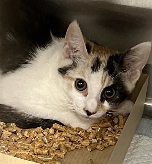 FLORENCE - Domestic Short Hair available for adoption