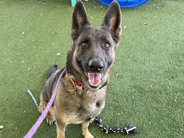 ALMOND - German Shepherd Dog available for adoption