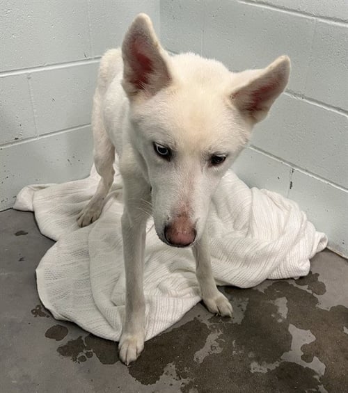 SPARROW - German Shepherd Dog available for adoption