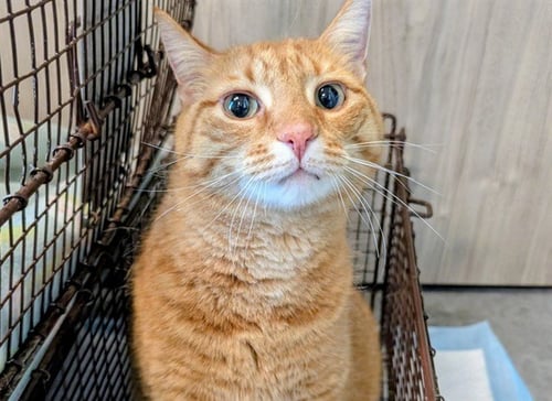 OLIVER - Domestic Short Hair available for adoption