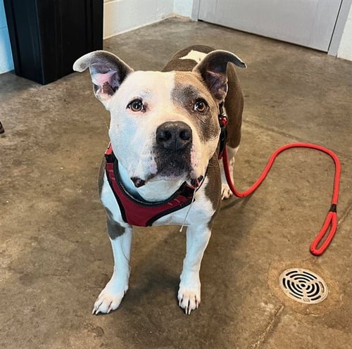 BUDDY - American Pit Bull Terrier available for adoption
