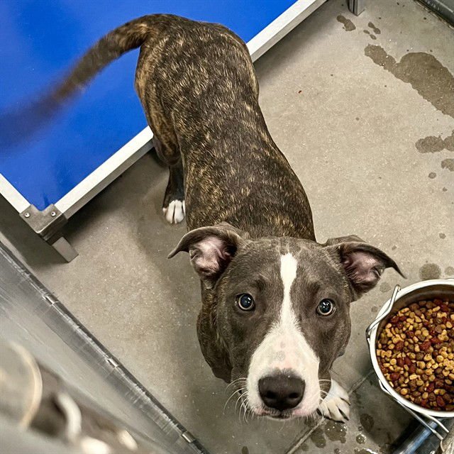 MAY - American Pit Bull Terrier available for adoption