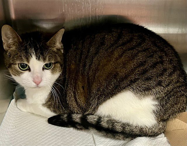 DESTINY - Domestic Short Hair available for adoption