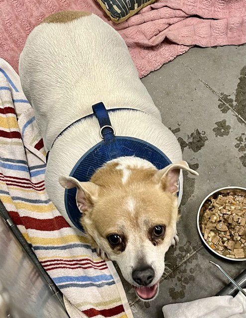 BILLY - Rat Terrier available for adoption