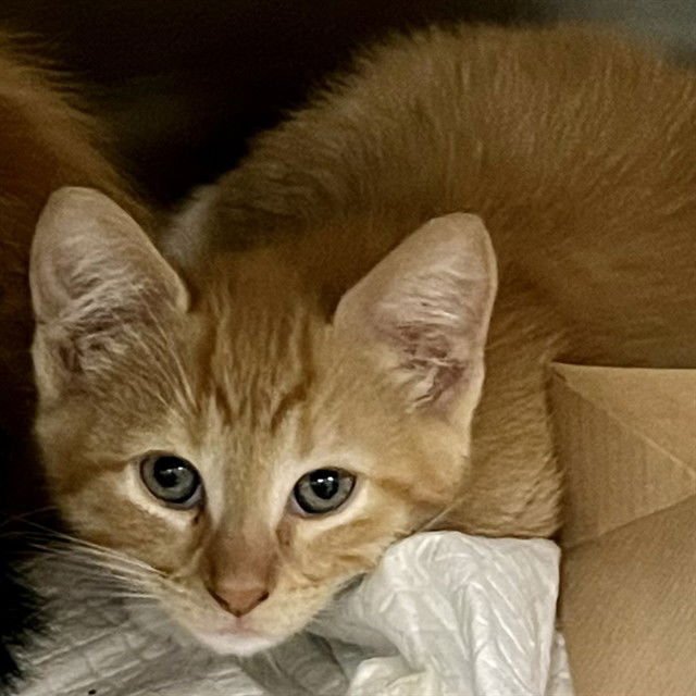 TOULOUSE - Domestic Short Hair available for adoption