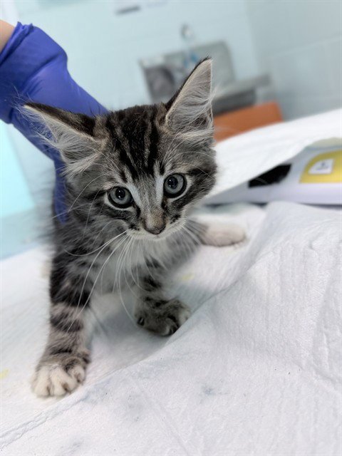 KITTEN 6
